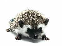 hedgehog photo