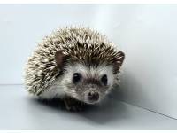 hedgehog photo