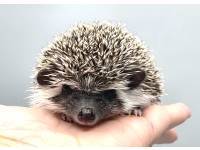 hedgehog photo