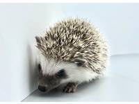 hedgehog photo