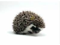 hedgehog photo