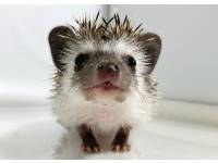 hedgehog photo