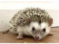 hedgehog photo