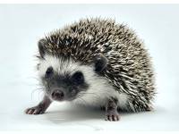 hedgehog photo