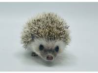 hedgehog photo