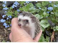 hedgehog photo