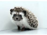 hedgehog photo