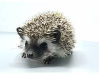 hedgehog photo