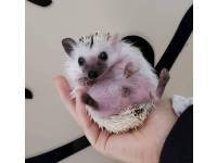 hedgehog photo