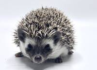 hedgehog photo