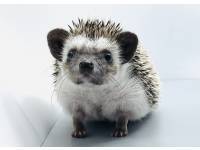 hedgehog photo