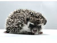 hedgehog photo