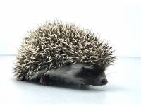 hedgehog photo