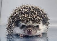 hedgehog photo