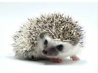 hedgehog photo