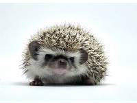 hedgehog photo