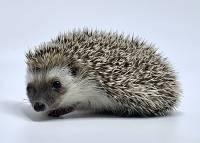 hedgehog photo