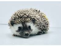 hedgehog photo