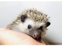 hedgehog photo