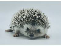 hedgehog photo