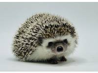 hedgehog photo