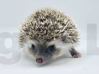 photo of hedgehog Candee Bar, for sale