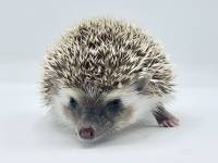 photo of hedgehog for sale