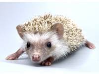 hedgehog photo