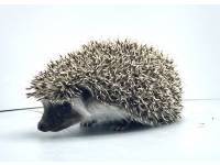 hedgehog photo