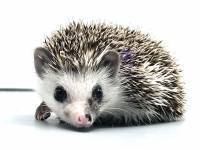 hedgehog photo