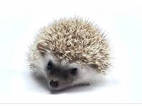 hedgehog photo