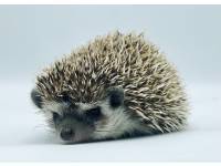 hedgehog photo