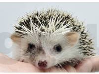 photo of hedgehog Gritta, for sale
