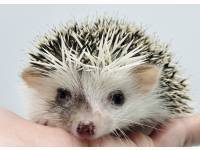 hedgehog photo