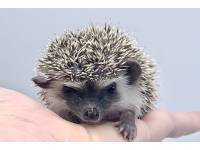 hedgehog photo