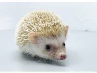 hedgehog photo