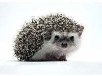 hedgehog photo