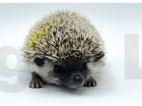 photo of hedgehog Faithlynn, for sale