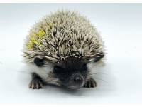 hedgehog photo