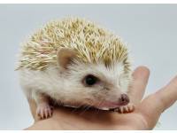 hedgehog photo