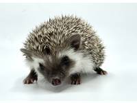 hedgehog photo