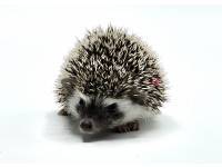 hedgehog photo