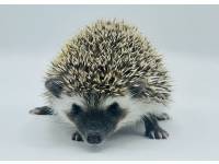 hedgehog photo