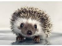 hedgehog photo