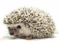 hedgehog photo