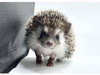 hedgehog photo