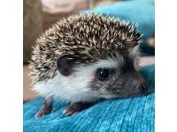 hedgehog photo