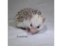 Frostine