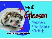 hedgehog photo