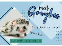 hedgehog photo